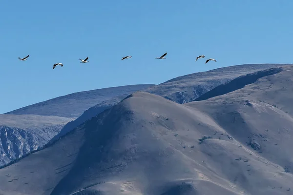 crane fly sky bird flock