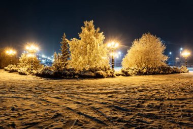 kar kış ağaçlar gece ışık