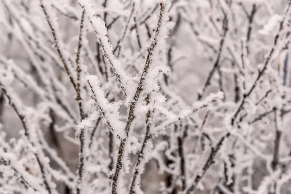 Ramas nieve hoarfrost fondo invierno — Foto de Stock