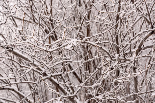Ramos neve hoarfrost fundo inverno — Fotografia de Stock