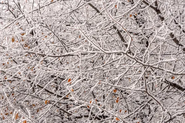 Ágak Dér háttér téli hó — Stock Fotó