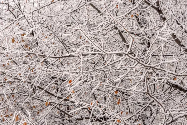 分枝雪白霜背景冬天 — 图库照片