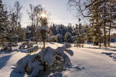Ladin ormanı güneş kar kış 