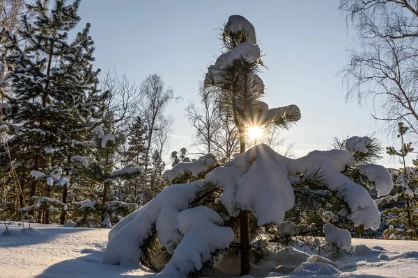 Fichtenwald Sonne Schnee Winter — Stockfoto