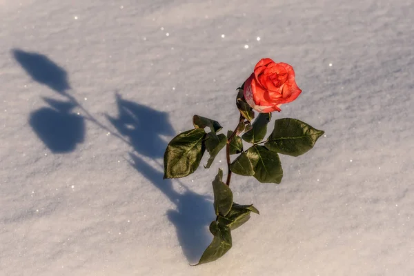 美丽娇嫩的红玫瑰与绿叶在白雪的背景下在阳光下 — 图库照片