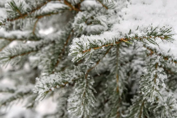 Gałąź świerk snow zima igieł — Zdjęcie stockowe