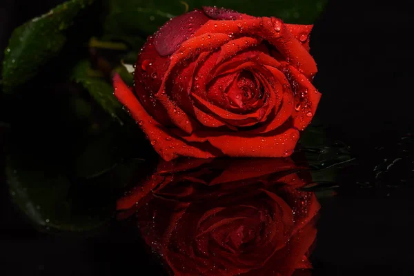 Piros rózsa fekete háttér víz — Stock Fotó
