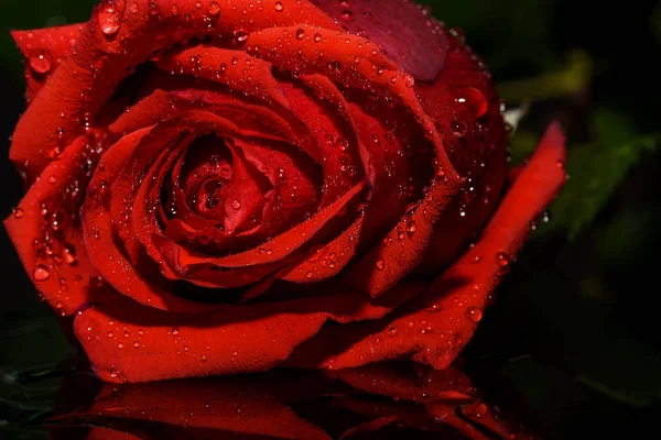 Red rose black background water — Stock Photo, Image