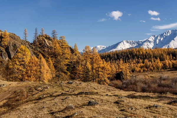 Montaña alerce otoño nieve bosque —  Fotos de Stock