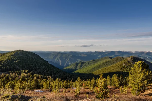 Horská cedry lesní sky vrcholy — Stock fotografie