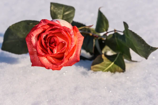 Κόκκινο τριαντάφυλλο λευκό χιόνι υπόβαθρο — Φωτογραφία Αρχείου