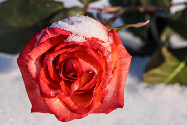 Vermelho rosa branco neve fundo — Fotografia de Stock