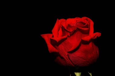 kırmızı gül siyah arka plan 