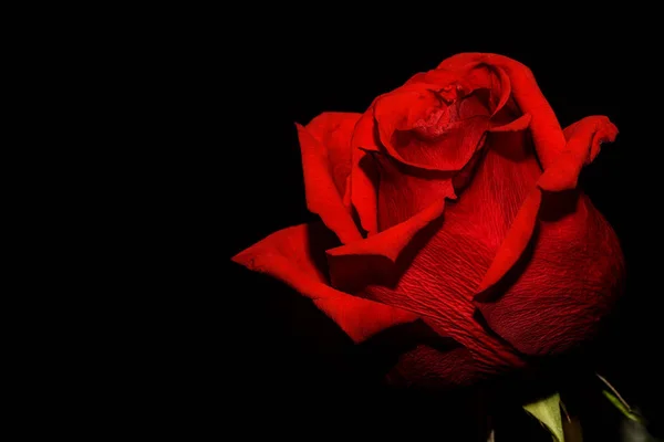 Rose rouge fond noir — Photo