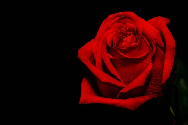 Червона троянда чорний фон — стокове фото