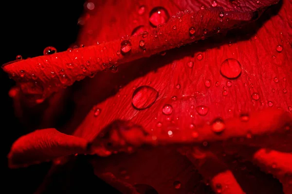 Red rose black background drops — Stock Photo, Image