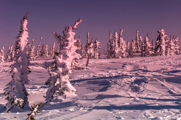 Spruce mountain winter sunrise — Stock Photo, Image