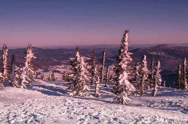 Ялина гора зимовий схід сонця — стокове фото