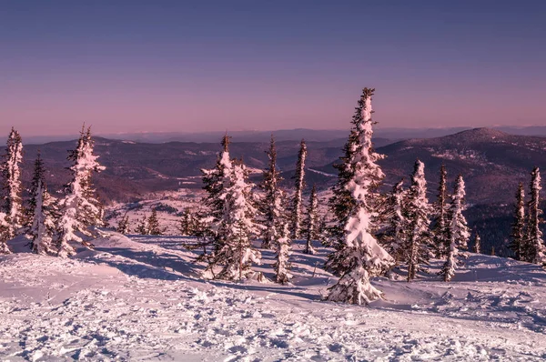 Spruce mountain winter sunrise — Stock Photo, Image