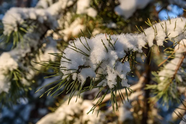Ялина снігова гілка зимові голки — стокове фото