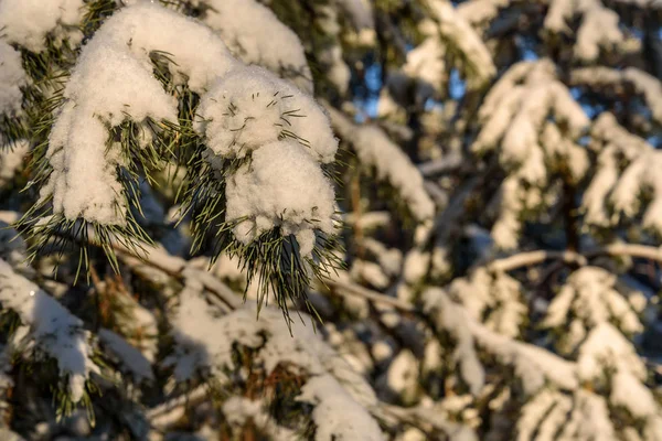 Abeto rama de nieve agujas de invierno — Foto de Stock