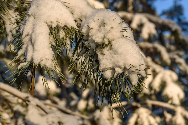 Zimowe Tło Naturalne Puszysty Śnieg Igły Gałęzie Świerku Zbliżenie Światło — Zdjęcie stockowe