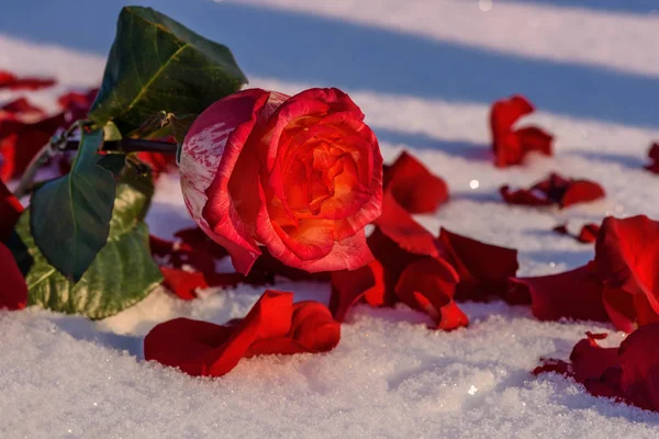 Красные лепестки роз — стоковое фото
