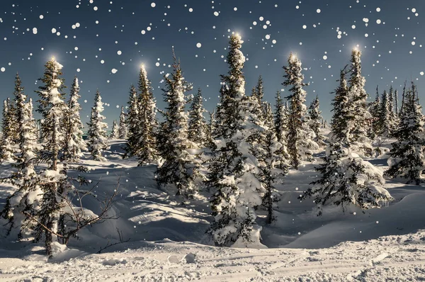 Fargerik Vinterscene Med Snødekte Juletrær Skogen Snøfonner Fallende Snø Stjerner – stockfoto