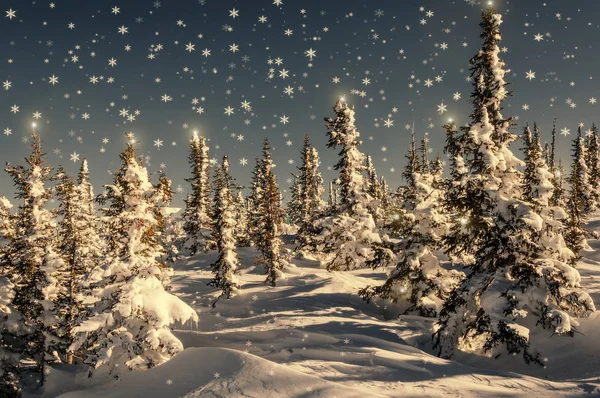 Spruce forest snow snowflakes stars — Stock Photo, Image