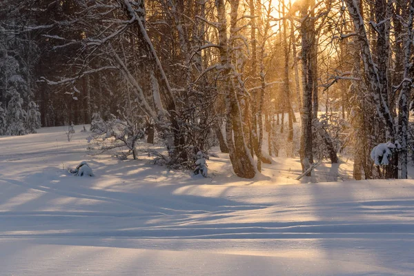 Vakker Vinterutsikt Med Trær Snø Snøfall Sollys Skogen Ved Solnedgang – stockfoto