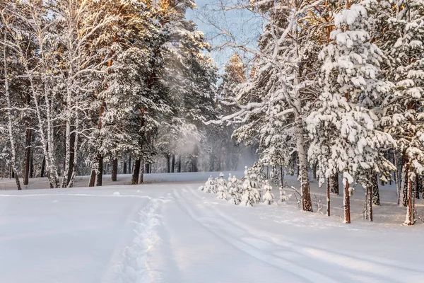 Floresta neve inverno nevasca — Fotografia de Stock