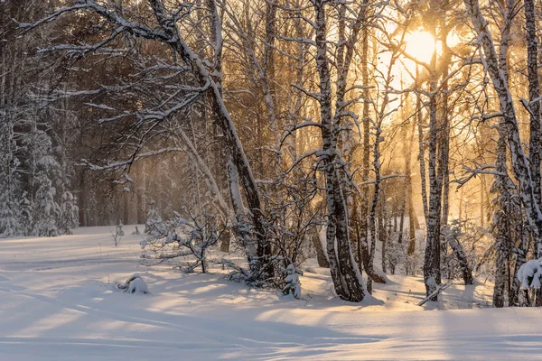 Bela Vista Inverno Com Árvores Neve Nevasca Luz Solar Floresta — Fotografia de Stock