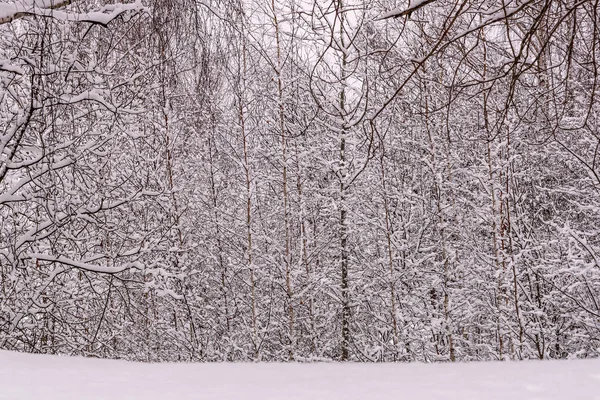 Kar ağaçlar kış orman snowdrifts — Stok fotoğraf