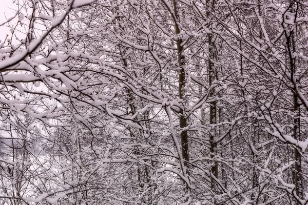 Arka plan kış kar dalları ağaçlar — Stok fotoğraf