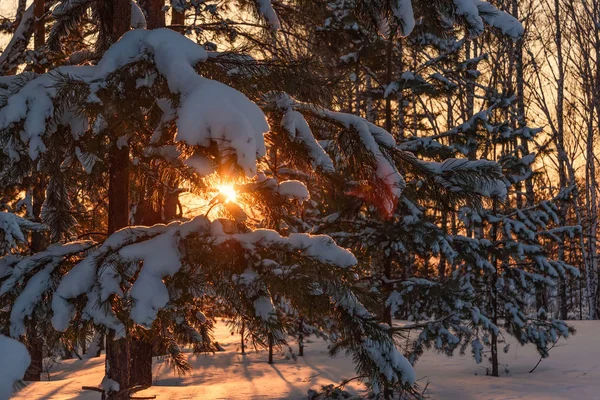 Vakker Utsikt Med Snøfonner Grenene Gran Sol Vinterskogen Ved Solnedgang – stockfoto