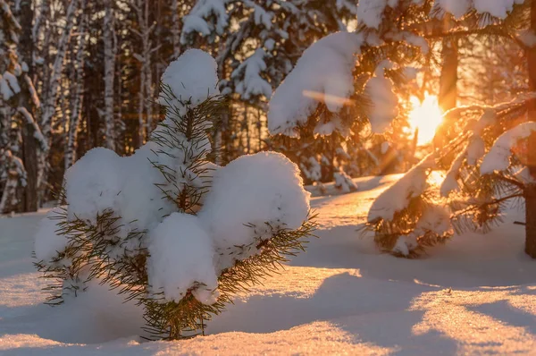 Beautiful Natural View Drifts Snow Branches Spruce Sun Winter Forest — Stock Photo, Image