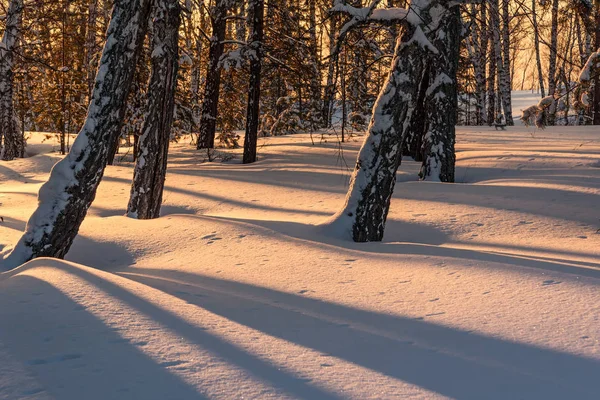 Beautiful Natural View Trunks Birch Trees Snowdrifts Sunlight Shadows Snow — Stock Photo, Image