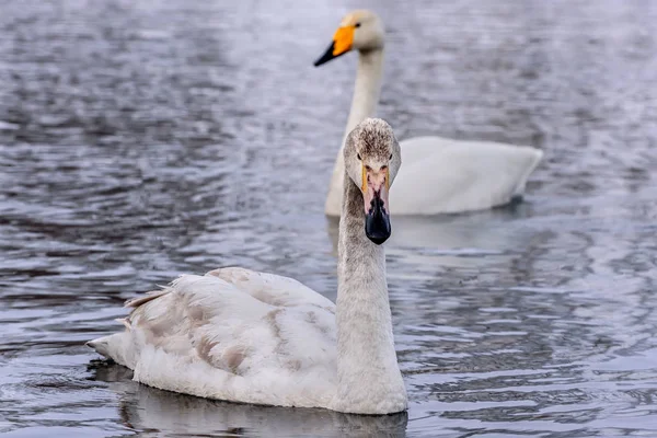 Cigno lago coppia uccelli inverno — Foto Stock