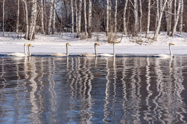Swan lake reflection birch winter — Stock Photo, Image