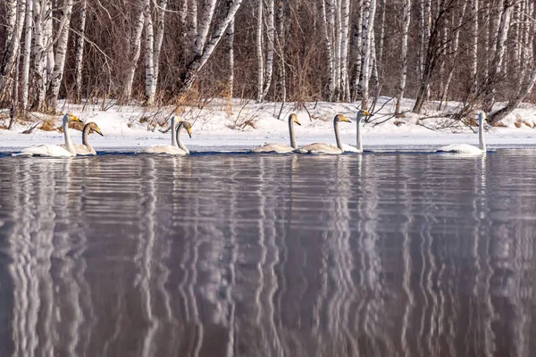 Swan lake odbicie brzoza zimą — Zdjęcie stockowe