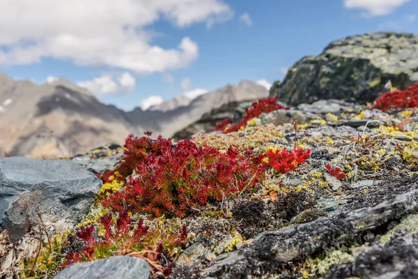 çiçek Dağları Rhodiola quadrifida kırmızı 