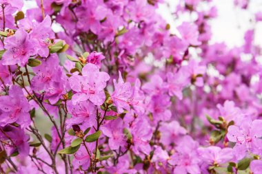 ormangülü çiçek pembe arka plan