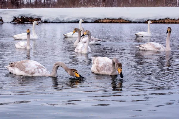 Swan lake birds winter — Stock Photo, Image