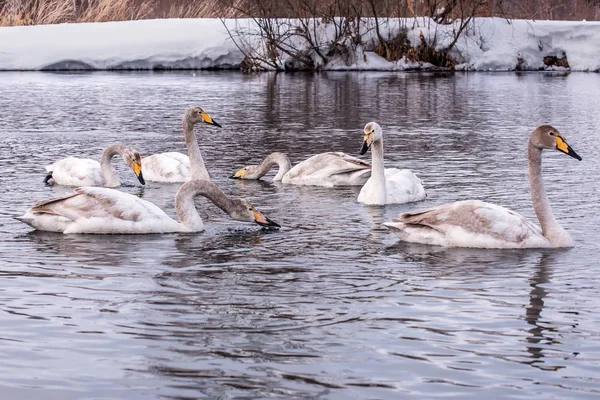 Swan lake birds winter — Stock Photo, Image