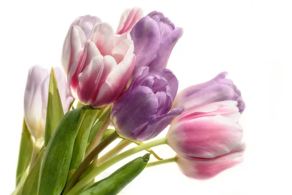 Tulips flowers bouquet white background — Stock Photo, Image