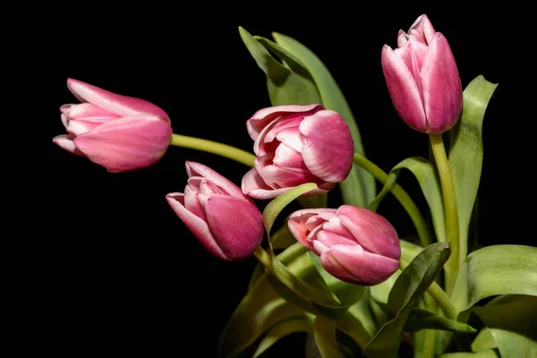 Tulips pink bouquet black background — Stock Photo, Image