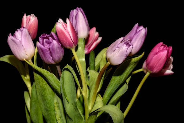 Tulips flowers bouquet black background — Stock Photo, Image