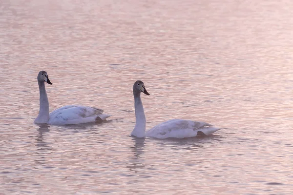 Swans lake winter pink sunset — Stock Photo, Image