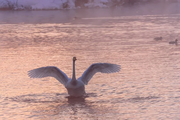 Swan lake zachód słońca zima różowy — Zdjęcie stockowe