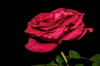 kırmızı gül siyah arka plan su